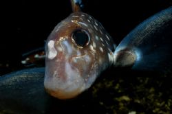 'Untitled' Spotted rat fish at 3 Tree Point, Washington S... by Greg Amptman 